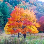 tree-fall-color